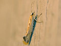 Diamondback Moth